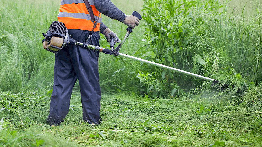 Garden clearance removing overgrown plants - request a quote